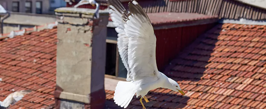Residential Chimney Animal Removal Solution in Lisle, IL
