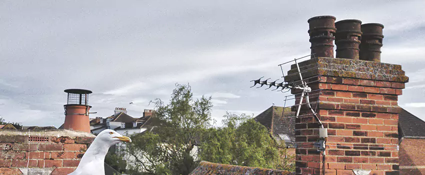 Chimney Cleaning And Restoration in Lisle, Illinois